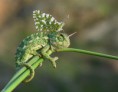 /album/fotogaleria-inicio/msn-mariposa-arriba-de-un-camaleon-turquia-jpg/